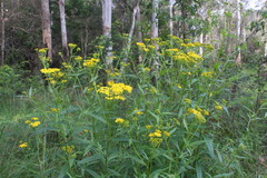 Senecio linearifolius