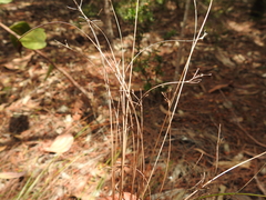 Fimbristylis cinnamometorum