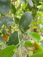 Elaeodendron croceum
