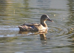 Anas platyrhynchos domesticus
