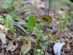 Anthyllis circinnata