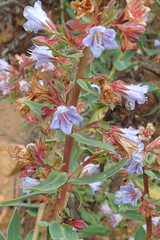 Lobostemon laevigatus