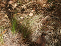 Fimbristylis cinnamometorum