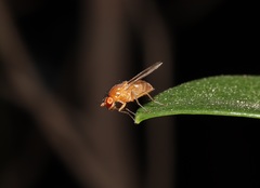Ephydroidea