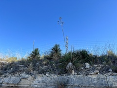 Yucca constricta