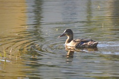 Anas platyrhynchos domesticus