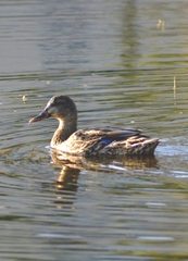 Anas platyrhynchos domesticus
