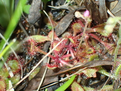 Drosera collinsiae