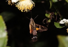 Macroglossum pyrrhosticta