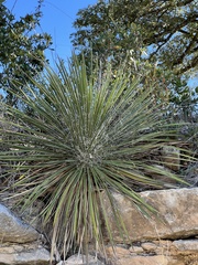 Yucca constricta