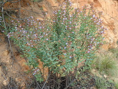 Lobostemon laevigatus