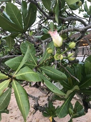 Barringtonia asiatica