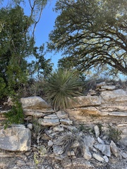 Yucca constricta