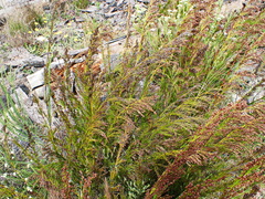 Restio paniculatus