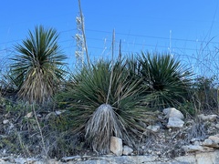 Yucca constricta