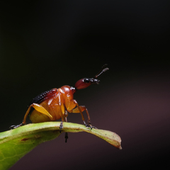 Paratrachelophorus nodicornis