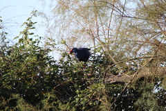 Porphyrio porphyrio