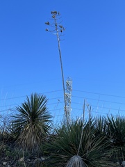 Yucca constricta