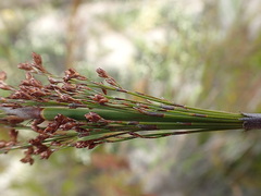 Restio paniculatus