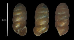 Truncatellina callicratis