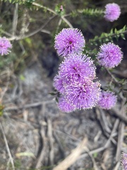 Melaleuca squamea