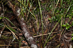 Macrozamia douglasii