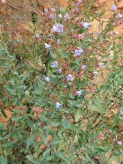 Lobostemon laevigatus