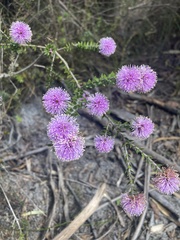 Melaleuca squamea
