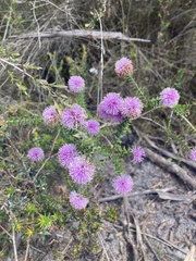 Melaleuca squamea