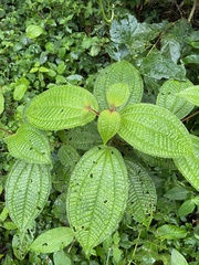 Miconia crenata