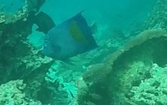 Pomacanthus maculosus