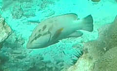 Epinephelidae