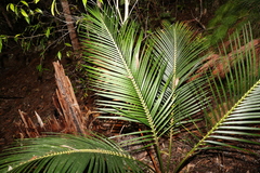 Macrozamia douglasii
