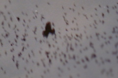 Macheiramphus alcinus