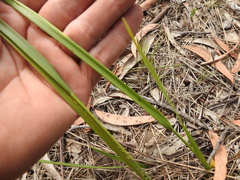 Panicum simile
