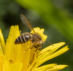 Andrena flavipes
