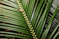 Macrozamia douglasii