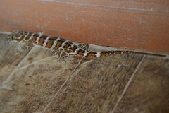 Cyrtodactylus consobrinus