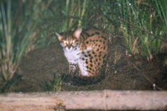 Prionailurus javanensis sumatranus