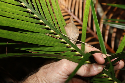 Image of Macrozamia douglasii by (c) Greg Tasney, some rights reserved (CC BY-SA)