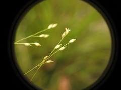 Panicum simile
