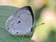 Neopithecops zalmora