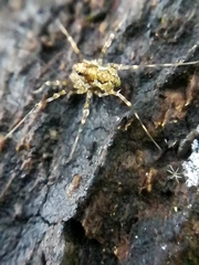 Megabunus diadema