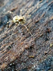 Megabunus diadema