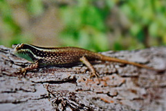 Dasia vittata