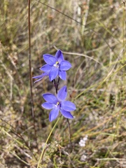 Thelymitra ixioides
