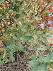 Lobostemon laevigatus