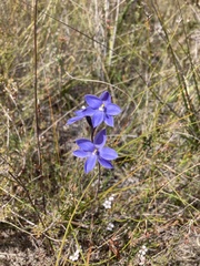 Thelymitra ixioides
