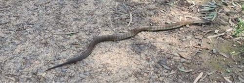 Tiger Snake sighting