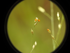 Panicum simile